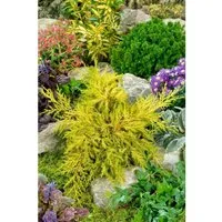 Juniperus Chinensis Goldstar Chinesischer Wacholder Goldgelb 15–20 cm