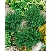 Pflanzen für Dich Konifere Abies koreana Oberon - Ziergehölze, kompakte Zwergkonifere mit eleganten, blaugrünen Nadeln und dekorativen, violettblauen Zapfen – ideal für kleine Gärten, Terrassen und Balkone.