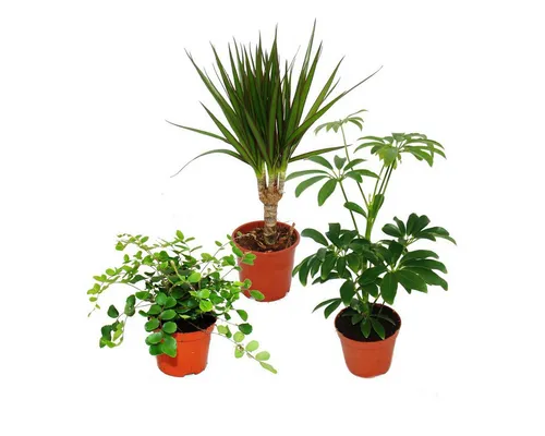 Exotenherz Zimmerpflanze Zimmerpflanzen Set mit 3 Pflanzen - Typ 2 - 9cm