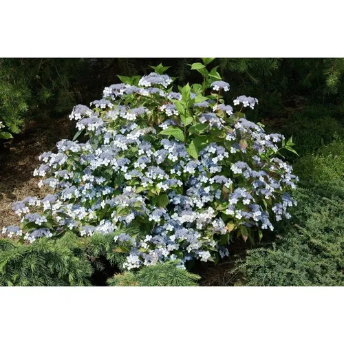 Hydrangea Serrata Acuminata - Japanische Berghortensie 30-40 cm - Blühende Zimmerpflanzen mit zarten blauen bis violetten Blüten, pflegeleicht und winterhart, perfekt für schattige Rabatten und Kübel.