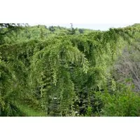 Cedrus Libani Libanon-Zeder 60–80 cm - Hausbaum mit majestätischem Wuchs, immergrünen Nadeln und winterhart. Ideal für große Gärten, bietet Lebensraum für Vögel und kann bis zu 25 Meter hoch werden.