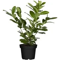 Prunus,aurocerasus 'Novita' 40-60 cm