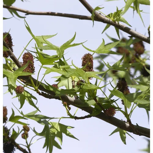 Säulen Amberbaum Stella 40-60cm - Liquidambar styraciflua