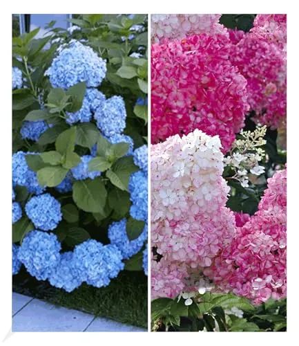 BALDUR Garten 2er Winterhart Hortensien-Sortiment Hydrangea blau und rosa, Pflanzen im 9x9 cm-Topf, Freiland-Hortensie 'Vanille Fraise® und Bauern-Hortensie 'Générale Vicomtesse de Vibraye®', blühend