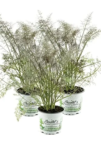Bronzefenchel Pflanze, 3er Set, Foeniculum vulgare 'Rubrum', frischer Fenchel,3 Pflanzen Bronzefenchel