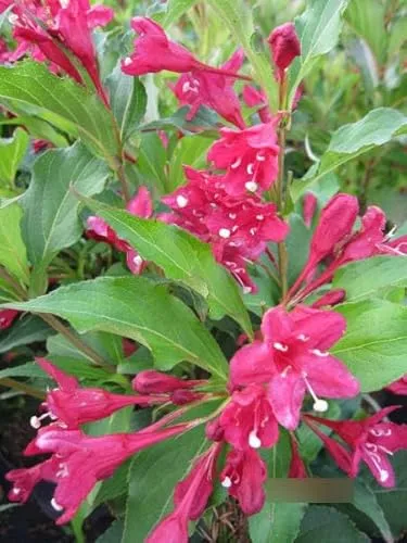 Weigela Red Prince - Weigelie Red Prince