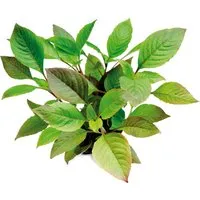 Dennerle Plants Aquariumpflanze Hygrophila Corymbosa