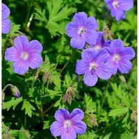 Himalayastorchschnabel - Geranium himalayense