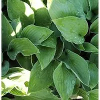 Funkie Sharmon - Hosta fortunei