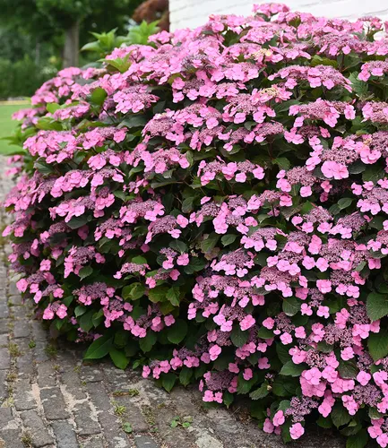 BALDUR Garten 1x Hortensie 'Pink Lace' im 13 cm-Topf – Bienenfreundliche Blühpracht - Wunderschöne Hortensie mit langer Blütezeit von Juni bis Oktober. Ideal für Beet und Kübel, winterhart und mehrjährig. Geringer Pflegeaufwand und mittlerer Wasserbedarf machen sie zur perfekten Wahl für jeden Garten.