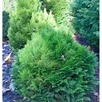 Blaue Zwergkugelzypresse Minima Glauca 15-20cm - Chamaecyparis,awsoniana