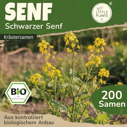 Little Plants BIO Senf Samen 200 Senfsamen Schwarz Kräutersamen Samenfest für Kräutergarten Kräuter Samen für Balkon, Hochbeet und Garten