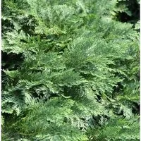 Hochstamm Scheinzypresse Nidiformis 60-80cm - Chamaecyparis,awsoniana