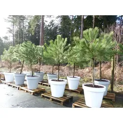 Pinus Pinea Mittelmeerkiefer 250 cm mit Pflanzkübel Ø80cm - Premium Mittelmeerkiefer für den Garten, winterhart und pflegeleicht. Inklusive hochwertigem Pflanzkübel, ideal für dekorative Akzente im Freien.