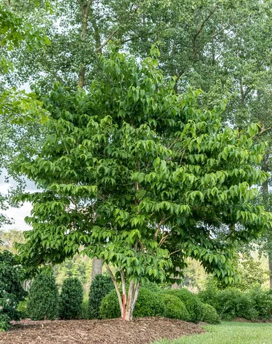 Heptacodium miconioides - Sieben Söhne des Himmels Strauch - Rarität im 3L Topf, 60-80cm groß, reichblühend und duftend. Ideal für Garten und Balkon, pflegeleicht und robust, perfekt für Bienen und Schmetterlinge.