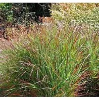 Rutenhirse Rehbraun - großer Topf - Panicum virgatum