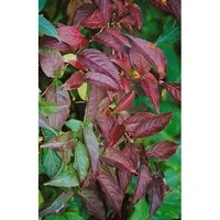 Diervilla lonicera - Busch-Geißblatt - Ziergehölze mit langer Blütezeit und attraktiven Herbstfarben, ideal für pflegeleichte Kübelpflanzungen oder als Solitär im Garten.