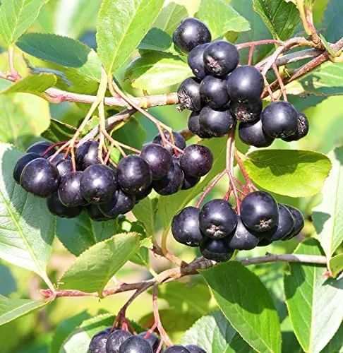 Aronia, Apfelbeere 'Hugin', ca. 60cm im Topf - Obstsamen & -pflanzen, ertragreiche Kultur-Sorte mit großen Früchten, robust und pflegeleicht, ideal für Gartenliebhaber