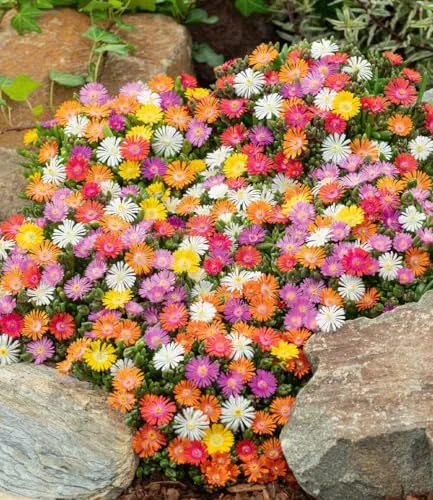 BALDUR Garten 5er Set Winterharte Eisblumen Wheels of Wonder® - Bienenfreundliche, mehrjährige Pflanzen im 9x9 cm-Topf, ideal für sonnige bis halbschattige Standorte. Geringer Pflegeaufwand und trockenresistent – perfekt für bunte Akzente im Garten.