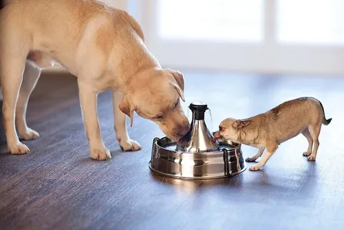 PetSafe Drinkwell Edelstahl-Trinkbrunnen 360 für Hunde und Katzen – BPA-frei, 3,8 L - Dieser Edelstahl-Trinkbrunnen mit 3,8 L Kapazität fördert die Hydration Ihrer Haustiere durch einen sanften Wasserfall. Mit leisem Betrieb und dualem Filtersystem für frisches Wasser – ideal für mehrere Tiere.