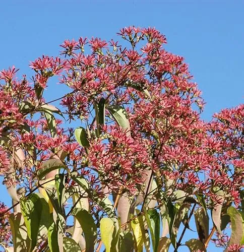 Sieben Söhne des Himmels Heptacodium miconioides - Lebende Gartenpflanze, 125-150 cm hoch, blüht von Juli bis August und bringt Farbe in Ihren Garten. Ideal für natürliche Freilandaufzucht.