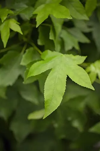 Liquidambar styraciflua 'Gumball' 40 cm Stammhöhe - Amberbaum, kompakte Kugelform, leuchtend rote Herbstfärbung, ideal für kleine Gärten, pflegeleicht