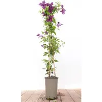Clematis Viticella Etoile Violette Waldrebe Violett 40–60 cm
