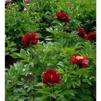 Strauchpfingstrose Rot - Paeonia suffruticosa - Blumensamen & -pflanzen, beeindruckende rote Blüten und eine Wuchsgröße von bis zu 150 cm, ideal für Ihren Garten.