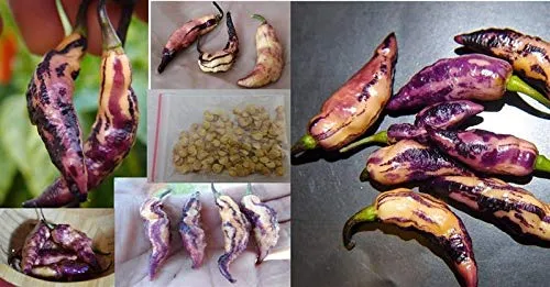 Stk - 20x Rosa Tiger Chili Scharf Gemüse Pflanzen - Samen A325 - Seeds & Plants Shop by Ipsa