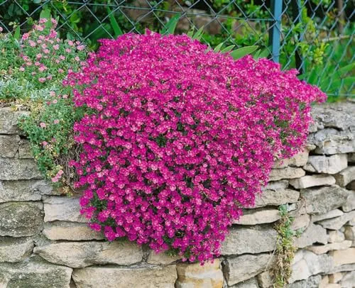 Aubrieta x cult. 'Cascade Purple' - Lila Blaukissen im 9x9 cm Topf - Das lila Blaukissen 'Cascade Purple' ist ein pflegeleichter Bodendecker, der mit purpurvioletten Blüten und robustem Wuchs begeistert. Ideal für Steingärten und Beetränder, bringt es lebendige Farbe und Struktur in jeden Garten.