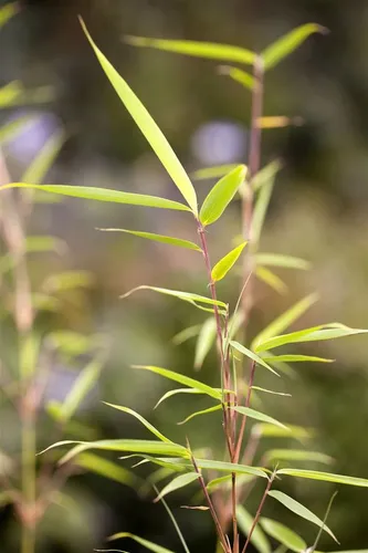 Fargesia robusta 'Campbell' – Schirmbambus, winterhart und dichtwachsend - Der Fargesia robusta 'Campbell' ist ein immergrüner Schirmbambus, ideal für Sichtschutz und Beete. Mit seinem eleganten, frischgrünen Laub und horstbildendem Wuchs bringt er Struktur in Ihren Garten.