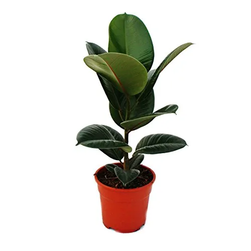 Gummibaum Ficus elastica "Robusta" - 17cm Topf - Der Gummibaum Ficus elastica "Robusta" ist ideal für Wohnräume und Büros. Pflegeleicht und robust, bringt er frisches Grün in Ihr Zuhause. Topfgröße: 17cm, Höhe: ca. 50-60cm. Wächst an hellen sowie dunklen Standorten.