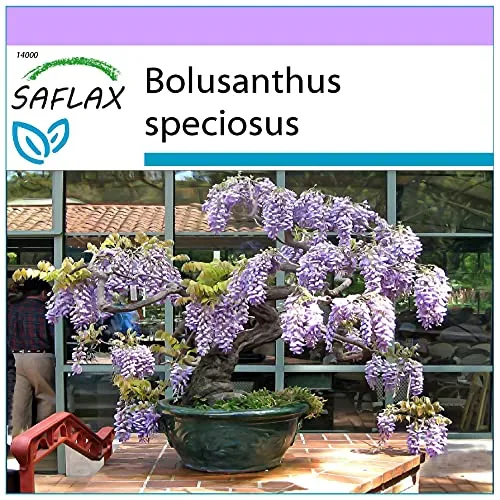 SAFLAX - Bonsai - Afrikanischer Blauregen - 15 Samen - Bolusanthus speciosus