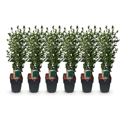 GreenboutiQ - Heckenpflanzen - Ligustrum ovalifolium - Blatt grün - 6 Pflanzen - 1 laufender Meter - immergrün - Topf 17cm Höhe 60cm