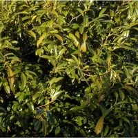 Lorbeerkirsche Sofia 25-30cm - Prunus,aurocerasus