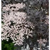 Hochstamm Schwarzer Holunder Black Lace 80-100cm - Sträucher mit tiefdunkelrotem Laubaustrieb und duftenden rosa Blüten. Ideal für große Gärten und Parks, zieht die auffällige Blattfärbung alle Blicke auf sich.