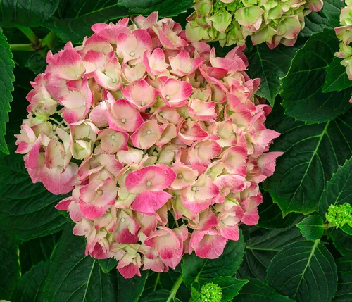 Dehner Bauern-Hortensie, Hydrangea macrophylla, große rosa Blüten - Wunderschöne Bauern-Hortensie mit prächtigen Blüten, ideal für den Garten. Liefergröße: 45-55 cm (exkl. Pflanztopf), Topfvolumen: 11 l. Perfekt als Solitär- oder Gruppenpflanze, ein echter Blickfang!