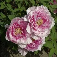 Strauchpfingstrose Hana Kisoi - Paeonia suffruticosa - Gartenpflanzen, beeindruckende Blütenpracht in April - Mai, erreicht bis zu 150cm Wuchshöhe, ideal für zauberhafte Gartenarrangements.