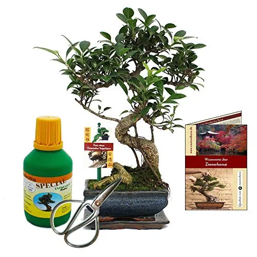 Exotenherz Bonsai Ficus - Chinesischer Feigenbaum 6 Jahre alt - Zimmerpflanze Set mit einzigartigem Bonsai Ficus retusa, inklusive Untersetzer, Dünger, Schere und Pflegebroschüre. Ideal für Anfänger und Profis, ein lebendiges Unikat für Ihr Zuhause.