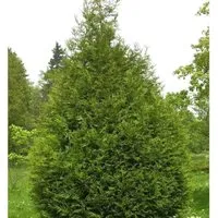 Riesen Lebensbaum Atrovirens 60-80cm - Thuja plicata