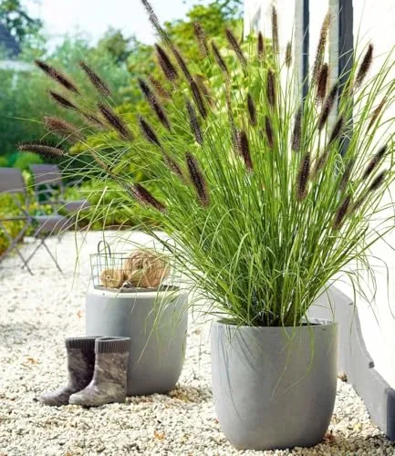 BALDUR Garten Schwarzes Lampenputzergras - Winterhartes Ziergras - Gräsersamen & -pflanzen: Winterhartes und trockenresistentes Ziergras mit geringer Pflege, ideal für sonnige Standorte und blühend von August bis Oktober.