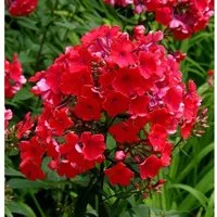 Hohe Flammenblume Red Riding Hood - Phlox paniculata