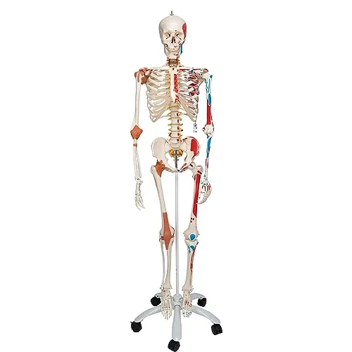 3B Scientific Menschliches Anatomie-Skelett – Lebensgroßes Modell mit abnehmbaren Gliedmaßen, detailliertem Schädel, Rollständer, Staubschutz und 3B Smart Anatomy App (5 Jahre Garantie)