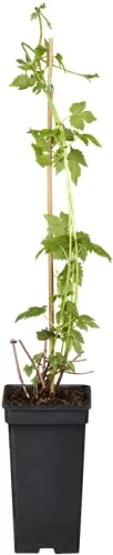 Humulus lupulus Wilder Hopfen 40-60 cm – Winterhart, Mehrjährig, Pflegeleicht – Hopfen – Kletterpflanze für Pergola & Rankhilfe