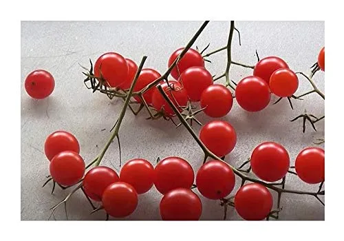 Stk - 5x Rote Ribisel Wildtomate BIO Garten Gemüse Pflanzen - Samen PW28 - Seeds & Plants Shop by Ipsa