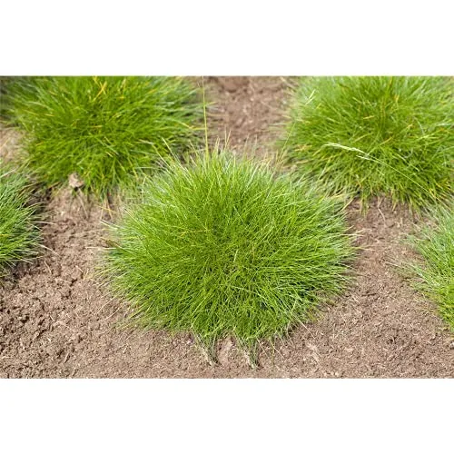 Festuca gautieri - Bärenfell-Schwingel - 9cm Topf