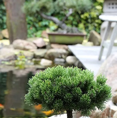 Hochstamm Zwerg Kiefer Picobello 40-60cm - Pinus mugo - Gartenpflanze für kleine Gärten, robust und pflegeleicht, ideal für die Gestaltung von Hecken und Sträuchern.