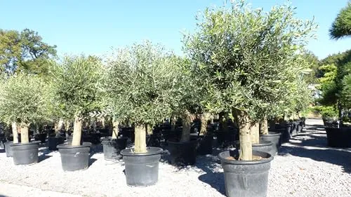 winterharter XXL Olivenbaum Premiumqualität - 50 Jahre alt, extra dicke Stämme und ideal für kalte Klimazonen
