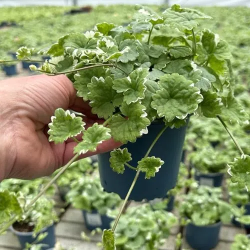 Weißbunter Gundermann 'Variegata', Topf-Ø 12 cm, 6 Pflanzen - EDLE SCHMUCKPFLANZE: Der weißbunte Gundermann 'Variegata' begeistert mit seinen einzigartigen panaschierten Blättern und eignet sich hervorragend als Bodendecker oder in Ampelkultur. Ideal für sonnige bis schattige Standorte.