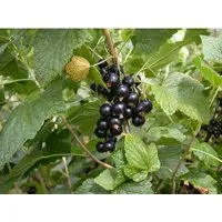 Pflanzen für Dich Schwarze Johannisbeere Titania, 1 St. - Obstpflanzen, robuste und vitaminreiche Pflanze mit hoher Resistenz gegen Krankheiten, ideal für den heimischen Garten und ökologisch wertvoll.